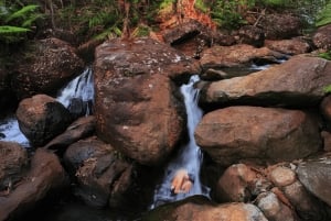 Upptäck ett dolt paradis och lär dig om växter