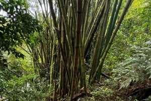 Experiência exclusiva em El Yunque: escorregas e cascatas