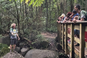 El Yunque Forest: Rainforest Nature Walk at Night Tour