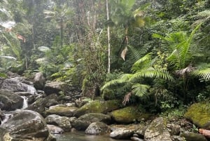 El Yunque: Verborgen watervalwandeling buiten het pad met vervoer