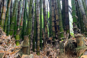 El Yunque hike ,river and water slides excursion