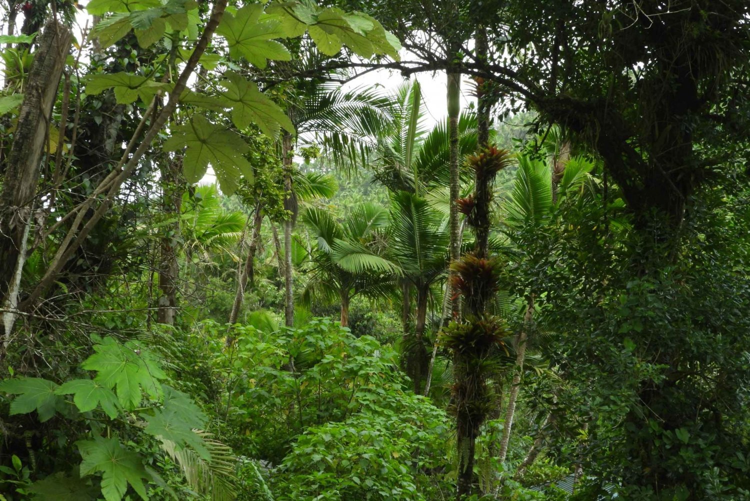 Bosque Nacional Lluvioso de El Yunque: Paseo por la Naturaleza y Playa