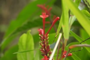 El Yunquen kansallinen sademetsä: Yunquin luonnonpuisto: Luontokävely ja rantaretki