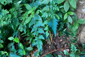 El Yunque National Rainforest: Nature Walk and Beach Trip