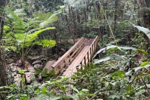 El Yunquen kansallinen sademetsä: Yunkun Yunque: Retki luontokävelyllä