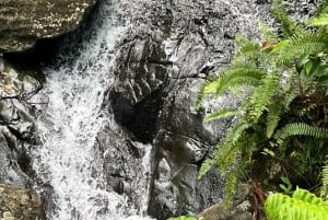 エル ユンケ国立熱帯雨林: ネイチャー ウォーク付きツアー