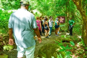 Puerto Rico: El Yunque Sightseeing halvdagstur med transport