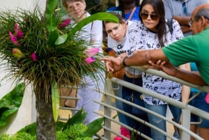 Puerto Rico: El Yunque Sightseeingtour halve dag met transfer