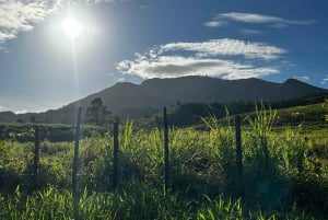 Fajardo: Vandretur, vandfald og vandrutsjebane i El Yunque-skoven