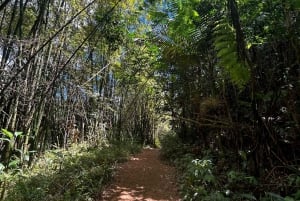 Fajardo: Vandretur, vandfald og vandrutsjebane i El Yunque-skoven