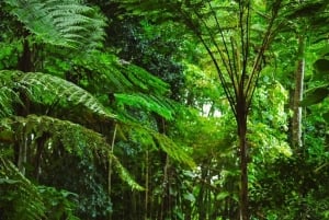 El Yunque Rainforest Hike & Waterslide VIP Small group tour