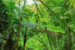 El Yunque Rainforest Hike & Waterslide VIP Small group tour
