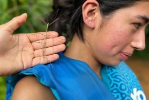 El Yunque Forest Water Slides e Ropeswing Tour