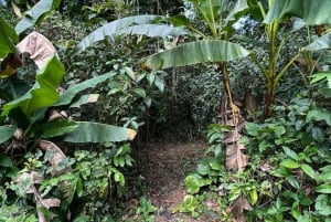 Selva tropical El Yunque; toboganes acuáticos, playa, cena y tour de compras