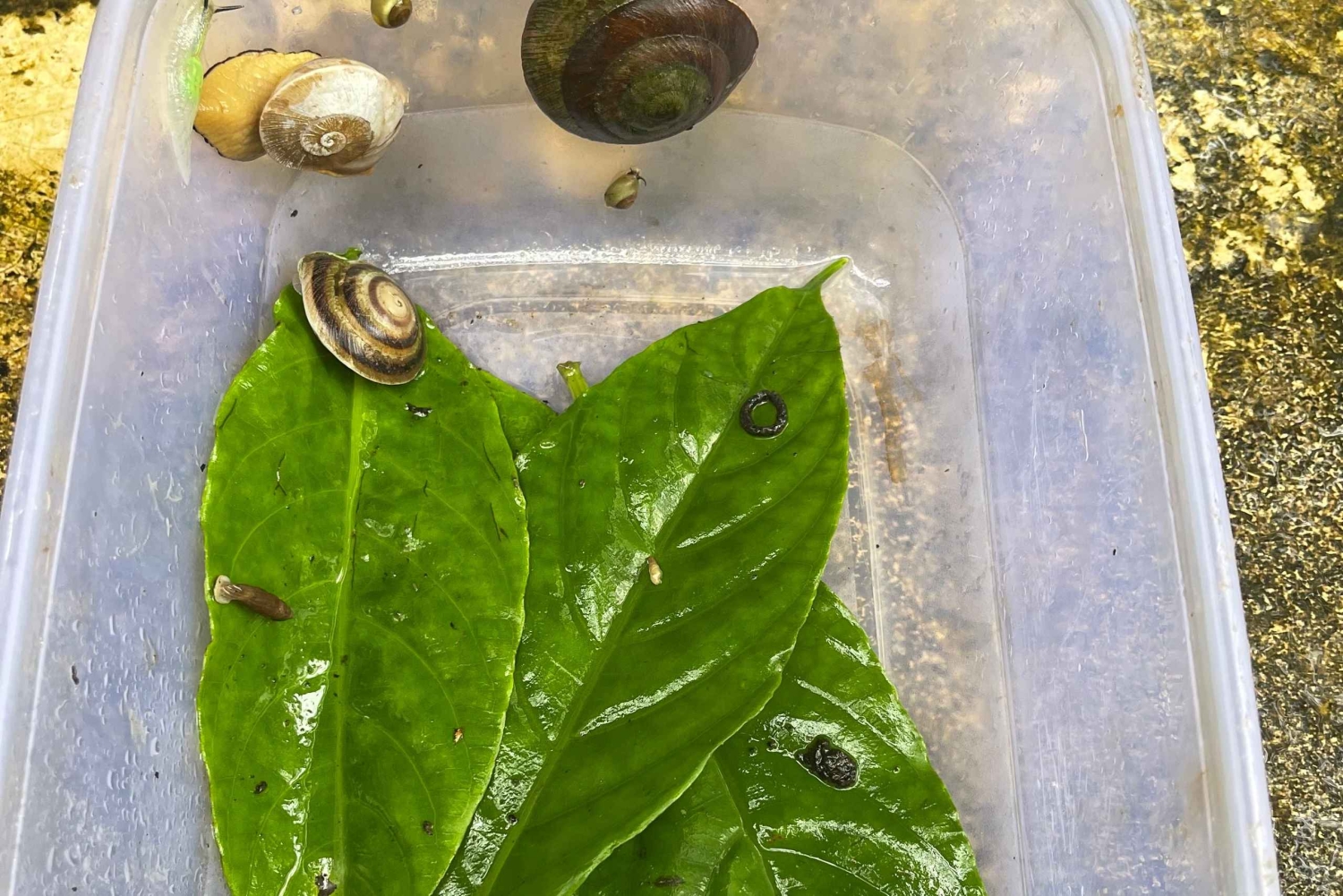 El Yunque Tour Regnskog och vattenrutschbana Puerto Rico