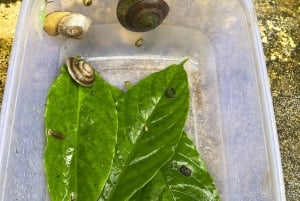 El Yunque Tour Regnskog och vattenrutschbana Puerto Rico