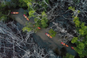 Fajardo: Bio Bay Kayak Tour
