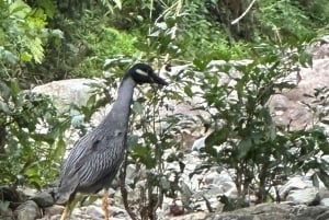 Fajardo: El Yunque Forest Guided Adventure