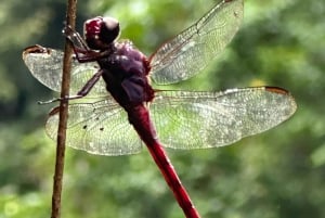 Fajardo: El Yunque Forest Guided Adventure