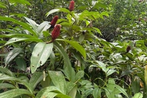 Fajardo: El Yunque Forest Guided Adventure