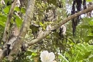 Fajardo: El Yunque Forest Guided Adventure