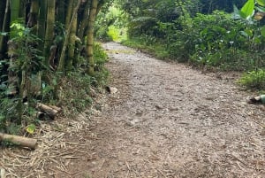 Fajardo: El Yunque Forest Guided Adventure