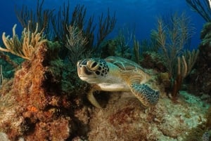 Fajardo: Reef-snorkleutflukt med drinker og snacks