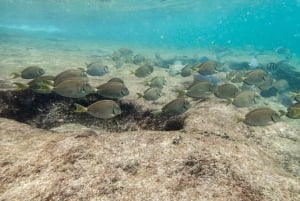 Fajardo: Bådtur med snorkling med snacks og drikkevarer