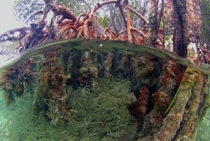 From San Juan: Bio Bay Magic & Rum Tasting Tour