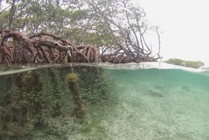 From San Juan: Bio Bay Magic & Rum Tasting Tour