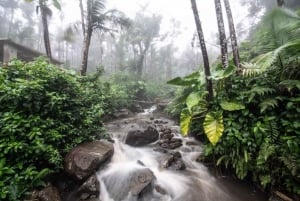 From San Juan: El Yunque National Rainforest Half-Day Tour