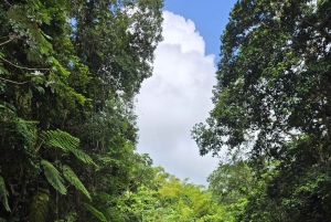 Vanuit San Juan: El Yunque Regenwoud & Luquillo Kiosken Tour