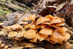Vanuit San Juan: El Yunque Regenwoud & Luquillo Kiosken Tour
