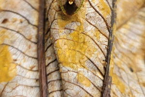 Vanuit San Juan: El Yunque Regenwoud & Luquillo Kiosken Tour