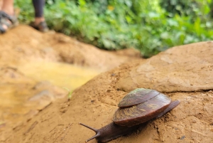 Vanuit San Juan: El Yunque Regenwoud & Luquillo Kiosken Tour