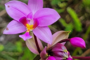 Vanuit San Juan: El Yunque Regenwoud & Luquillo Kiosken Tour