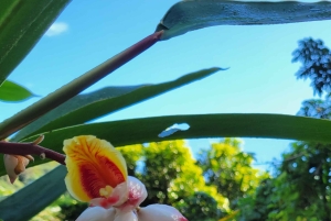 Vanuit San Juan: El Yunque Regenwoud & Luquillo Kiosken Tour
