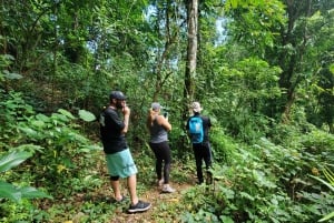 From San Juan: El Yunque Waterfall Hiking and Cliff Jumping