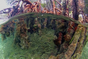 From San Juan: Bioluminescent Bay Boat Tour and Hot Springs