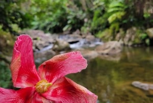 サンファン発：熱帯雨林とルキージョの日帰り旅行
