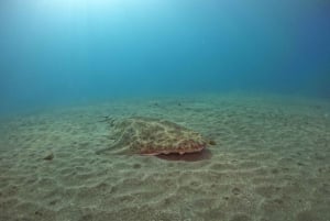 Gran Canaria: 3-daagse cursus open water duiken