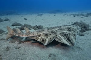 Gran Canaria: 3-daagse cursus open water duiken