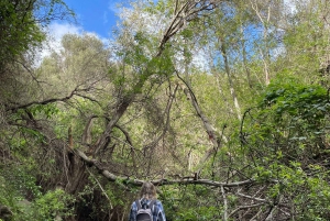 Gran Canaria: Ausflug zur Schlucht Barranco de los Cernícalos