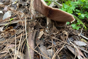 Gran Canaria: Ausflug zur Schlucht Barranco de los Cernícalos