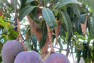 Gran Canaria: a trip to the Veneguera Valley