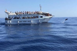 Gran Canaria: Dolphin and Whale Watching Cruise