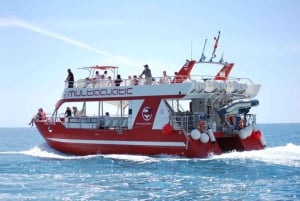 Gran Canaria: Dolphin and Whale Watching Cruise