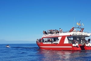 Gran Canaria: Dolphin and Whale Watching Cruise