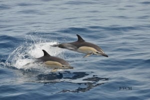 Gran Canaria: Dolphin and Whale Watching Cruise