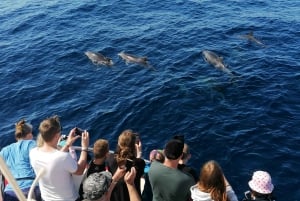 Gran Canaria: Dolphin and Whale Watching Cruise